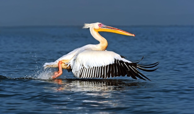 Premium Photo | Greater pelican flying over the coast of lake naivasha