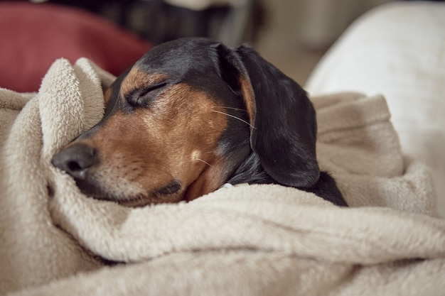 Greek hound dog sleeping comfortably tucked under a towel Free Photo