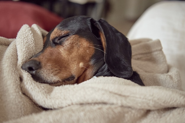 タオルの下に隠れて快適に眠るギリシャの犬 無料の写真