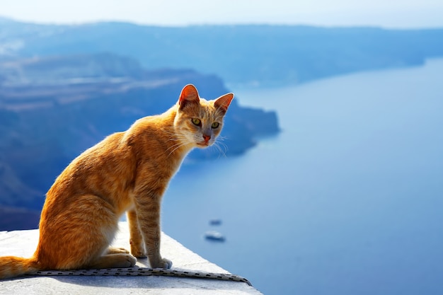 Premium Photo | Greek red cat, against beautiful sea view of santorini ...