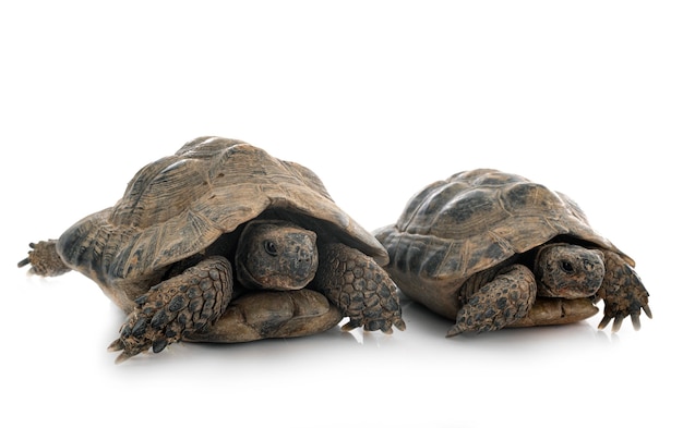 Premium Photo | Greek tortoises in front of white background