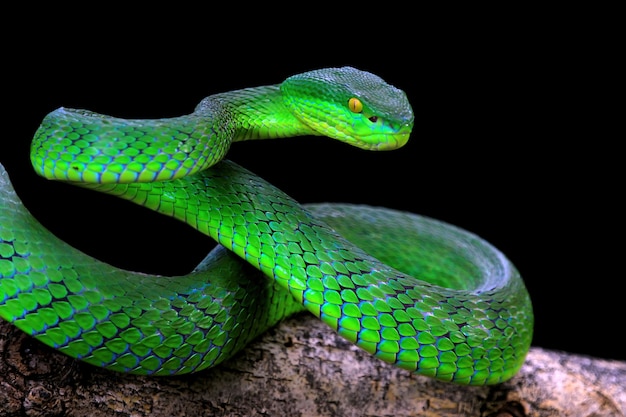 Premium Photo | Green albolaris snake with black background