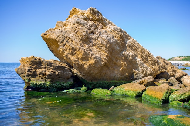 Водоросли В Море Фото