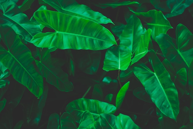 Premium Photo | Green background concepts jungle leaf close up