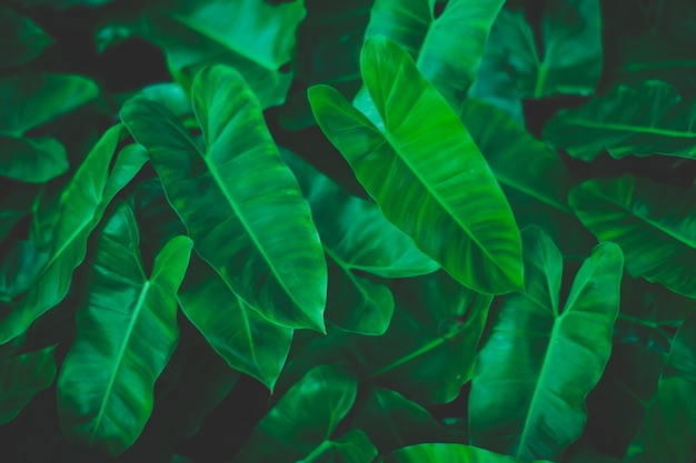 Premium Photo | Green background concepts jungle leaf close up