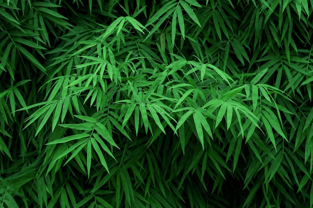 Листья Бамбука Фото