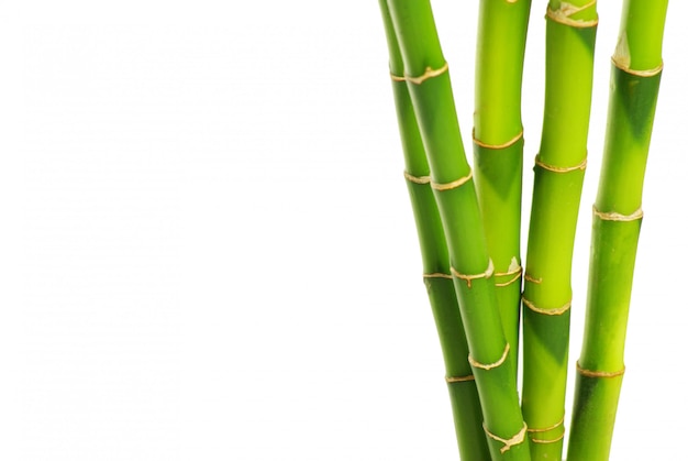 Green bamboo sticks | Premium Photo