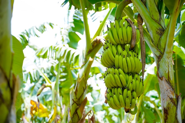 Premium Photo | Green banana bunch at agriculture field.