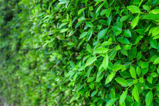 Premium Photo | Green banyan leaves wall (tree wall) panorama used as ...