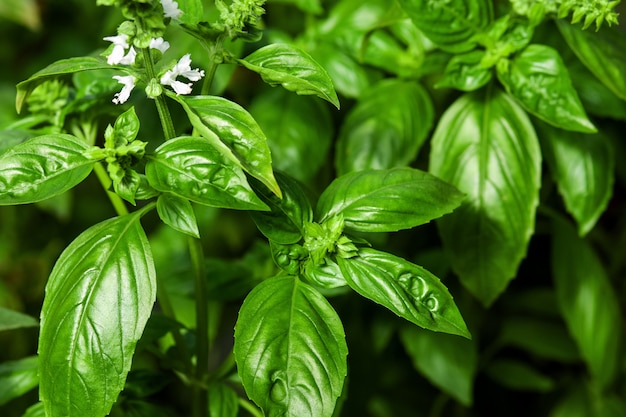 花と緑のバジル植物 プレミアム写真