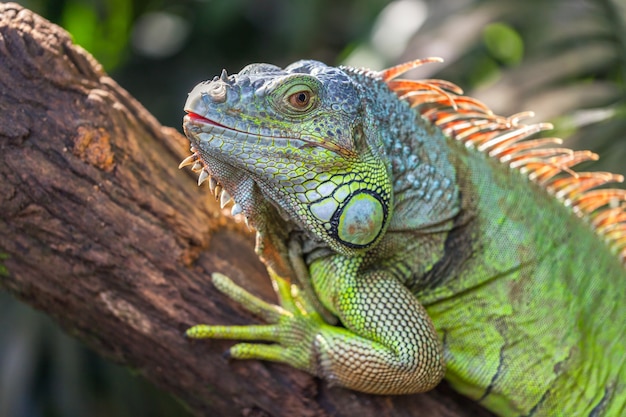 A green big iguana is lying on a tree branch