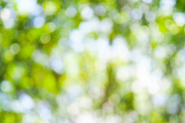 Premium Photo Green Bokeh Of Tree Leaves Nature Out Of Focus Background