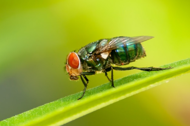 Premium Photo | Green bottlefly