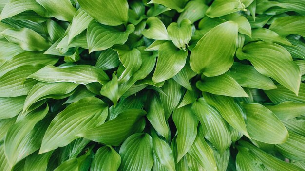 Premium Photo | Green bush hosta. hosta leaves. nature background image