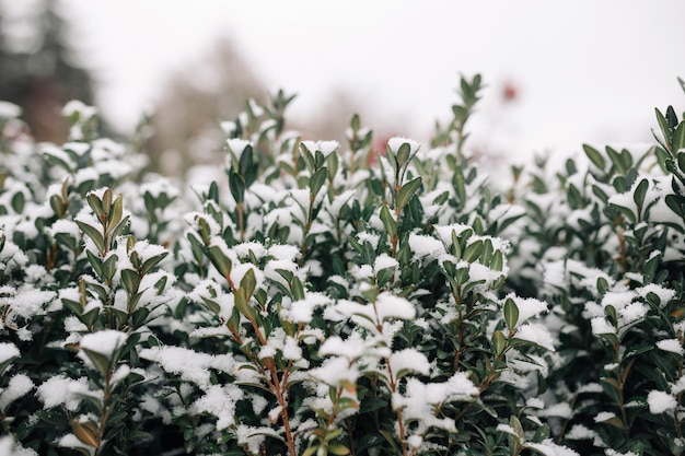 冬の凍るような公園で白い雪に覆われた緑の茂み プレミアム写真