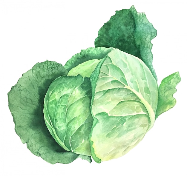 Premium Photo | Green cabbage vintage watercolor botanical illustration ...