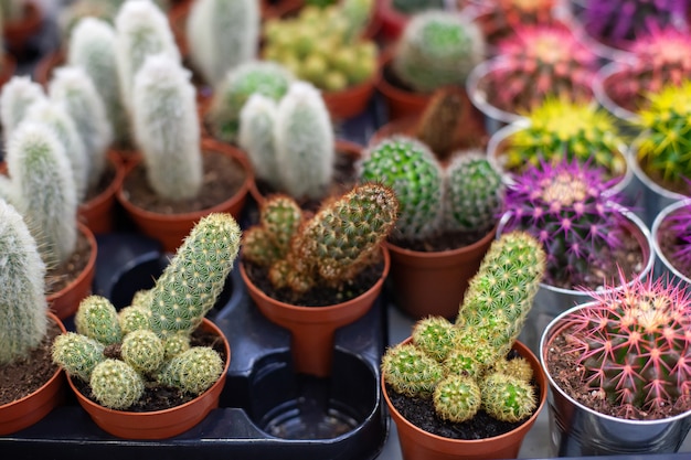 Green cactus in pots. collection of various cacti in brown ...