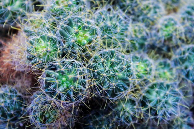 緑のサボテン 明るい柔らかい背景の窓辺に多肉植物 窓辺の家の植物 プレミアム写真