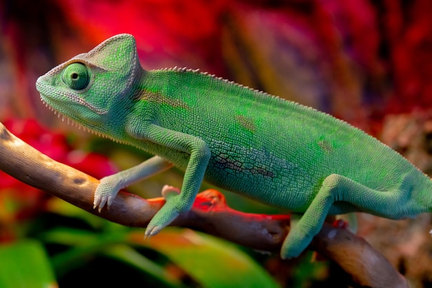 Premium Photo | Green chameleon on the branch.