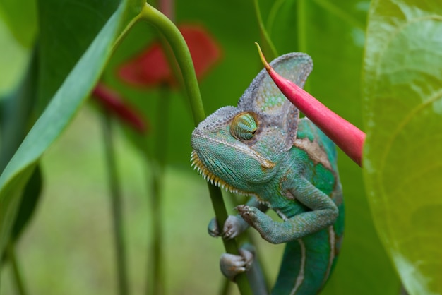 Premium Photo | Green chameleon inside a plants, veiled chameleon close up