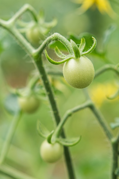 Premium Photo Green Cherry Tomatoes Grow On Bushes In The Vegetable