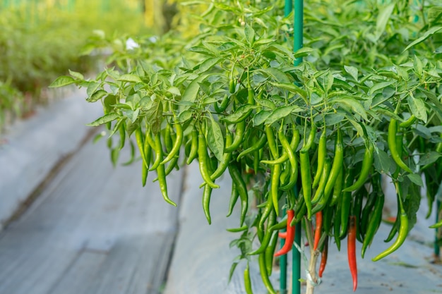 Premium Photo Green Chili Pepper Plant On Field Agriculture In Garden