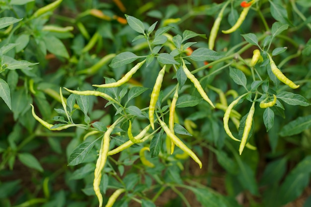 Premium Photo | Green chilies growing in a vegetable garden. ready for ...