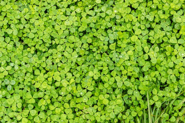 Green clover. background or texture of the leaves of the shamrock with drops of dew. Premium Photo