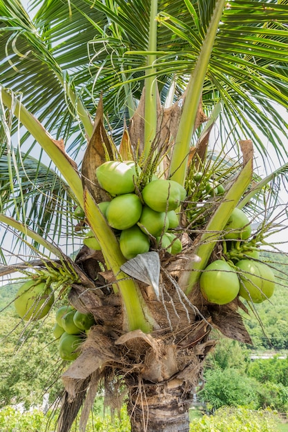 Premium Photo | Green coconut cluster