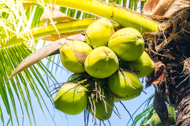 Free Photo | Green coconuts