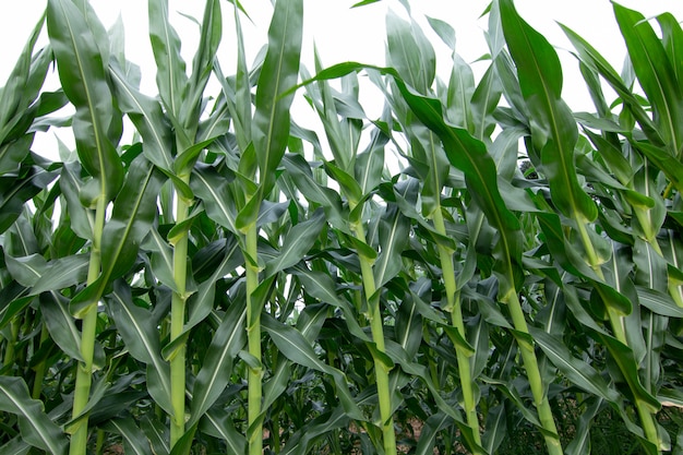 Premium Photo | Green corn plant in corn field