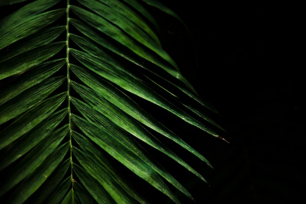 Free Photo | Green exotic leaves close up