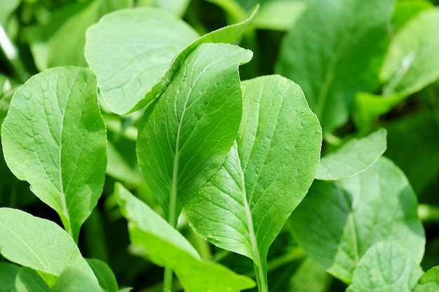 Premium Photo | Green false pakchoi vegetable in the farm