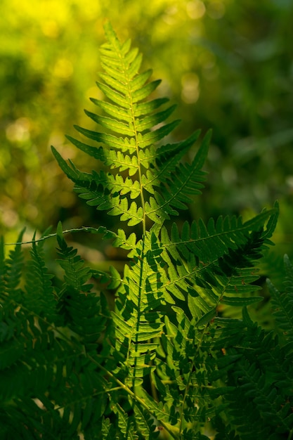 Premium Photo | Green fern crisp grass closeup high quality photo the ...