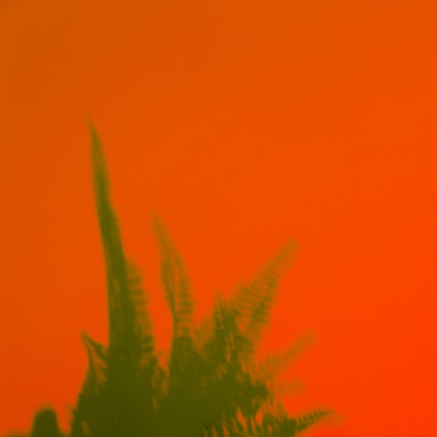 Green fern leaves on an orange backdrop Free Photo