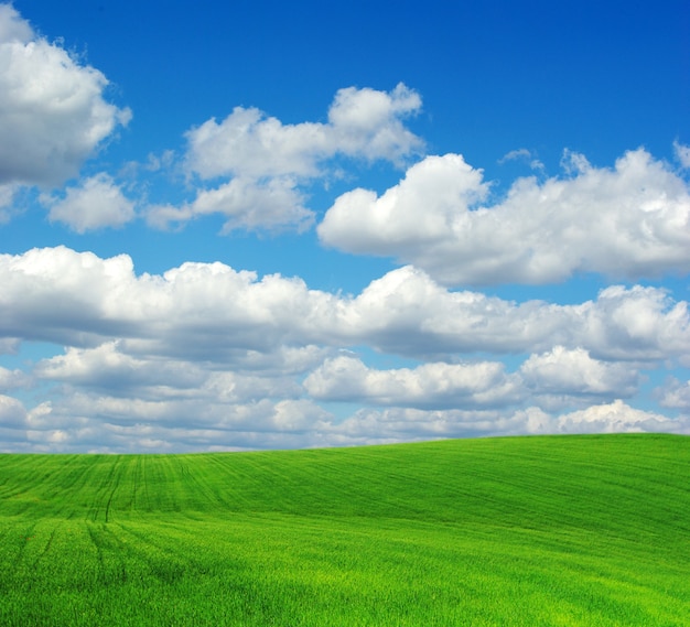 Premium Photo | Green field and blue sky background