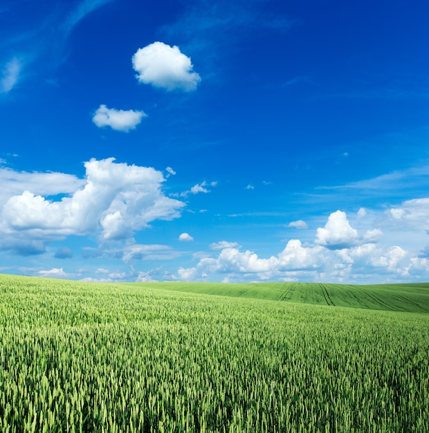 Premium Photo | Green field and blue sky