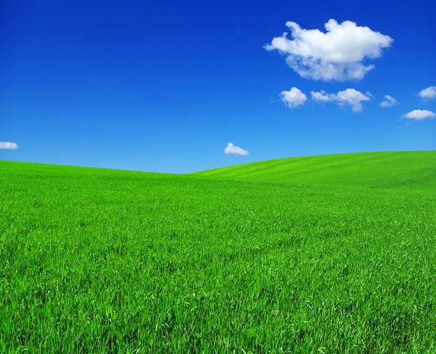 Premium Photo | Green field and blue sky
