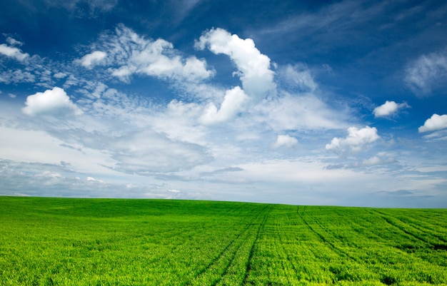 Premium Photo | Green field and blue sky