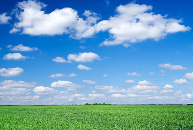 Premium Photo | Green field and cloudy sky