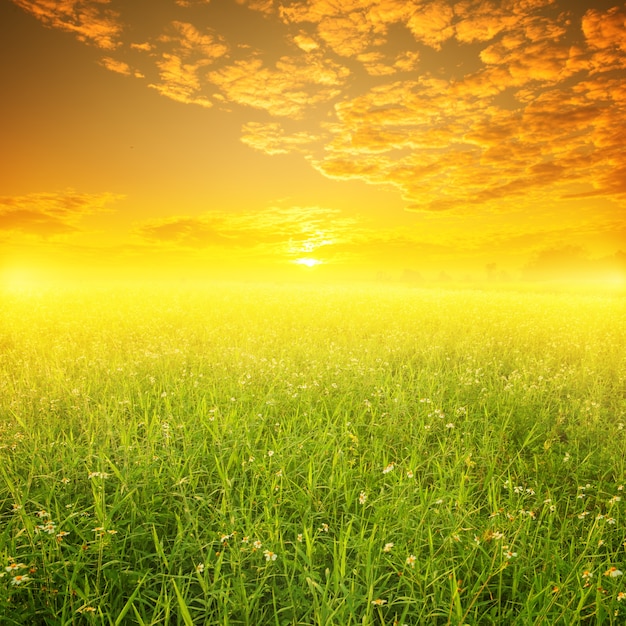 Free Photo | Green field at sunset