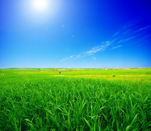 Green field with the sun | Free Photo