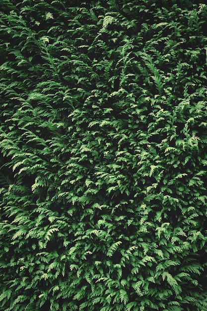 緑のモミの背景テクスチャ 自然の背景の壁紙 プレミアム写真
