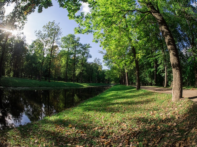 Premium Photo | Green forest park outdoor background.