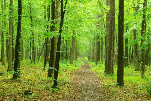 Premium Photo | Green forest on a sunny day