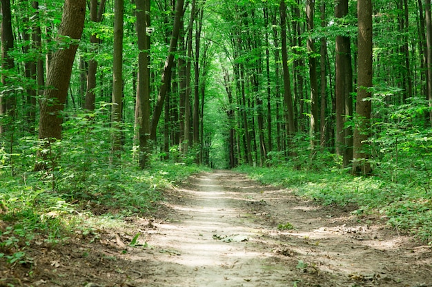 Green forest trees. nature green wood sunlight backgrounds | Premium Photo