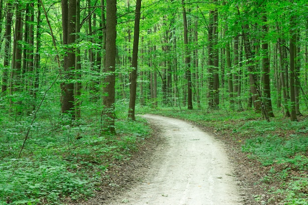 Premium Photo | Green forest trees. nature green woodland