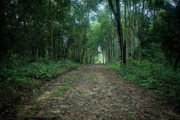 緑の森の森の自然と歩道の小道の森の木の背景 暗い森 プレミアム写真