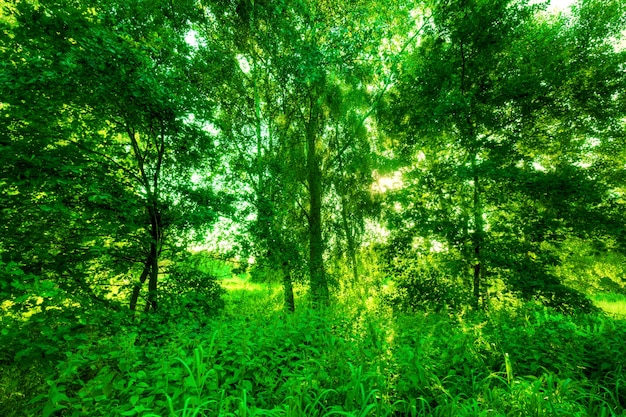 Free Photo Green Forest
