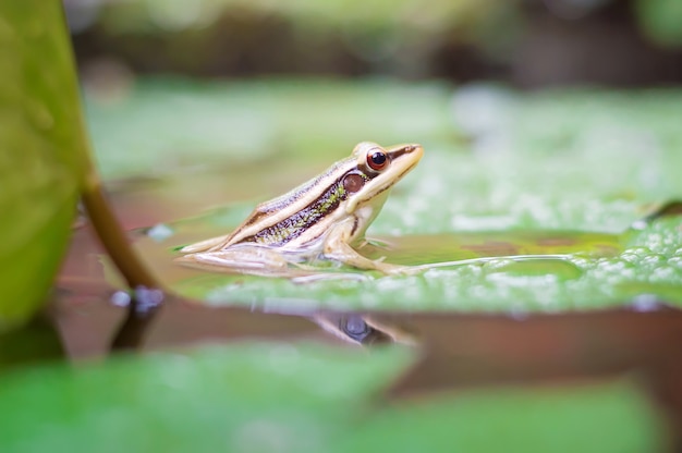 緑色のカエル 緑の水田 池の中の蓮の葉に座って プレミアム写真